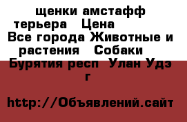 щенки амстафф терьера › Цена ­ 30 000 - Все города Животные и растения » Собаки   . Бурятия респ.,Улан-Удэ г.